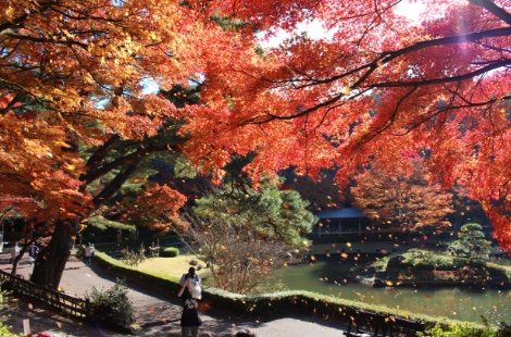 もみじ紅葉