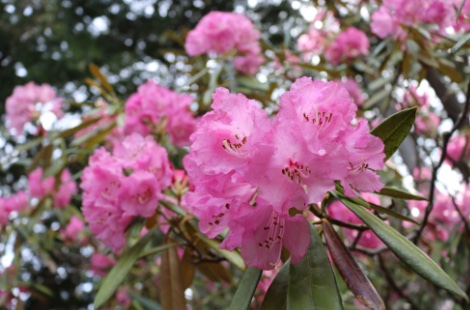 しゃくなげの森
