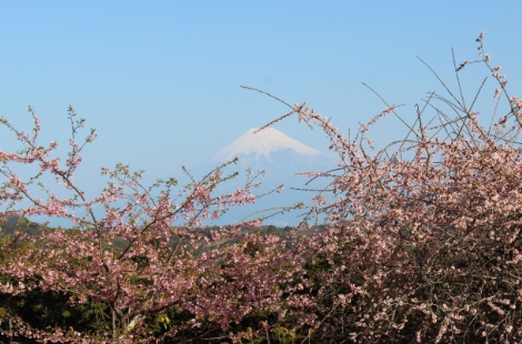 枝垂れ梅