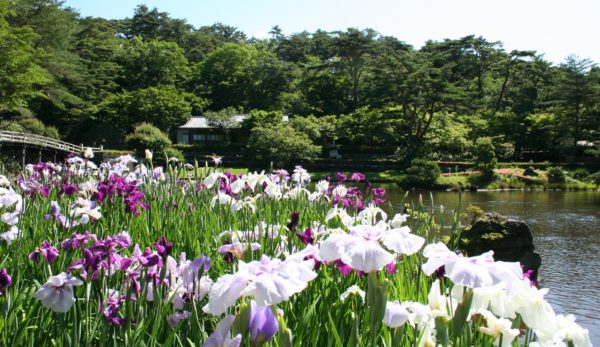 花しょうぶ園