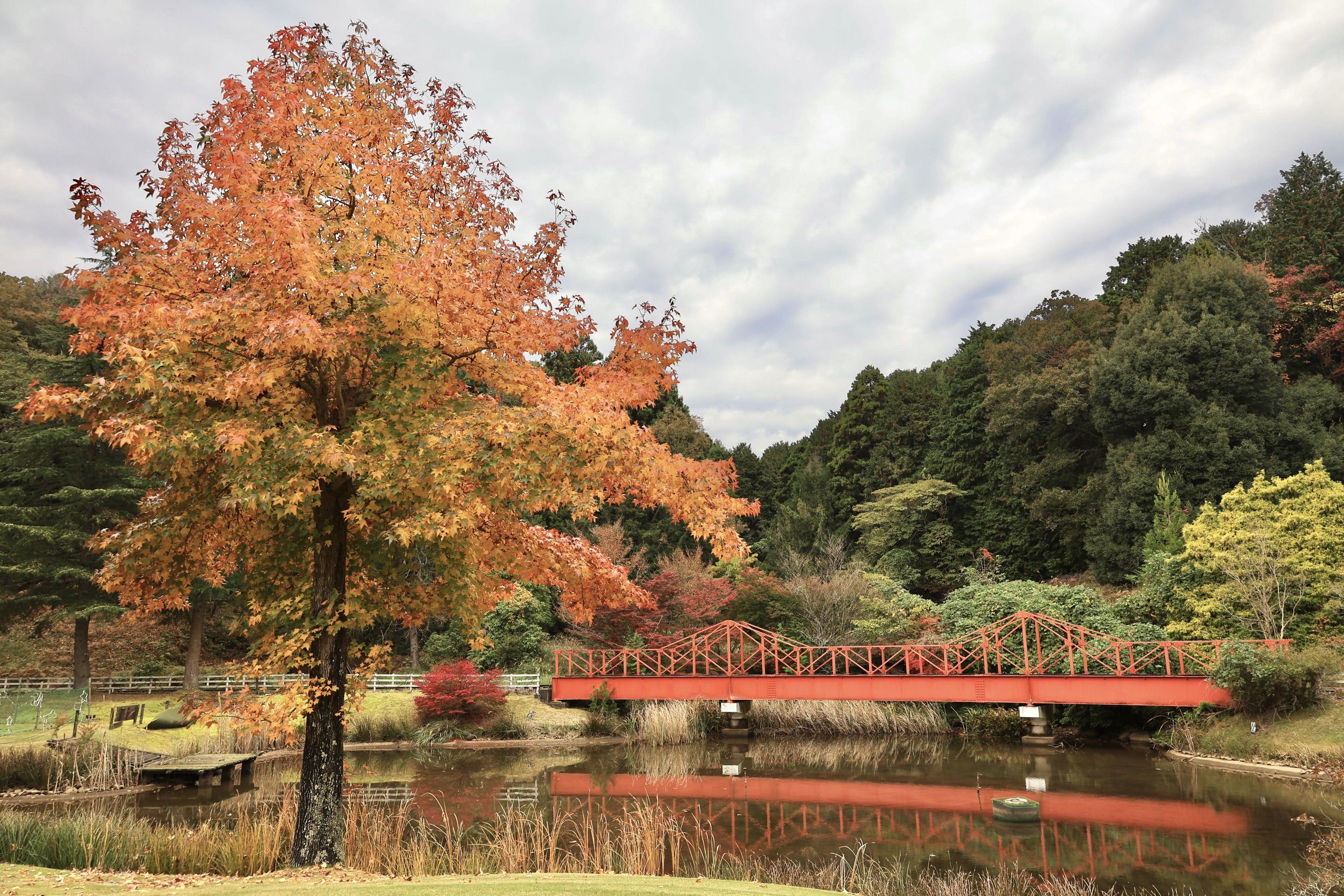 修善寺虹の郷 紅葉祭り2025,11月8日(土)～12月14日(日) - 修善寺 虹の