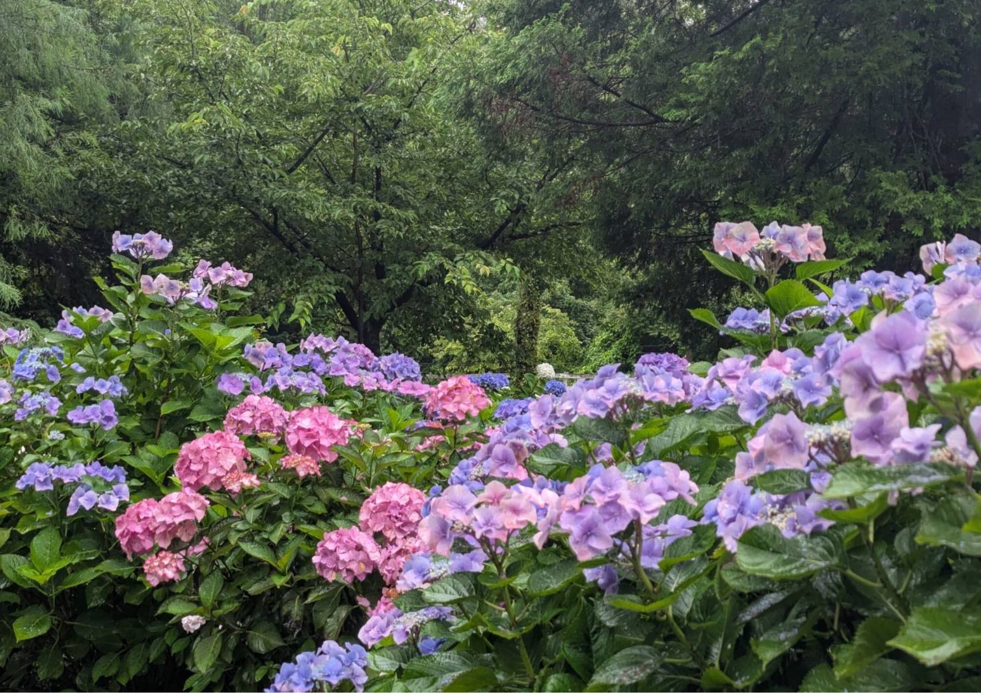 虹の郷～あじさいが見頃を迎えています～ - 修善寺 虹の郷（にじのさと