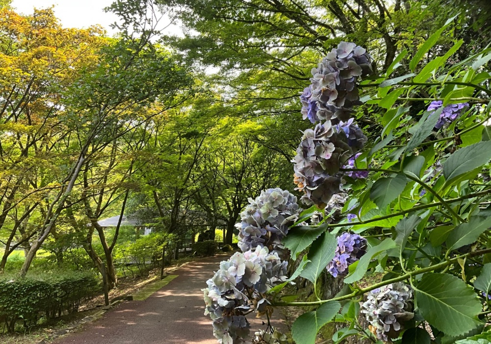 虹の郷～あじさいと夏の花～ - 修善寺 虹の郷（にじのさと）｜花と緑の公園