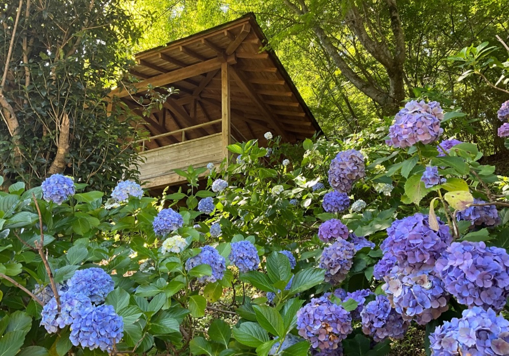 虹の郷～あじさいが見頃を迎えています～ - 修善寺 虹の郷（にじのさと