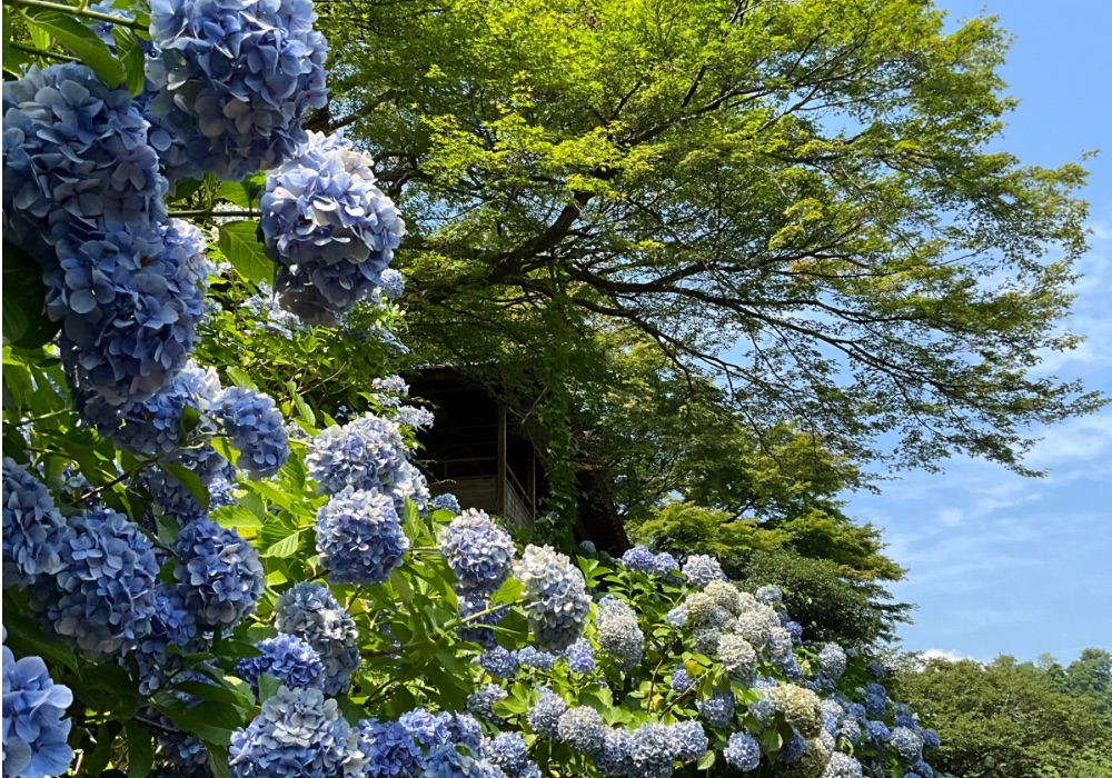 虹の庭 虹の郷～あじさいと夏の花～ - 修善寺 虹の郷（にじのさと）｜花と緑の公園