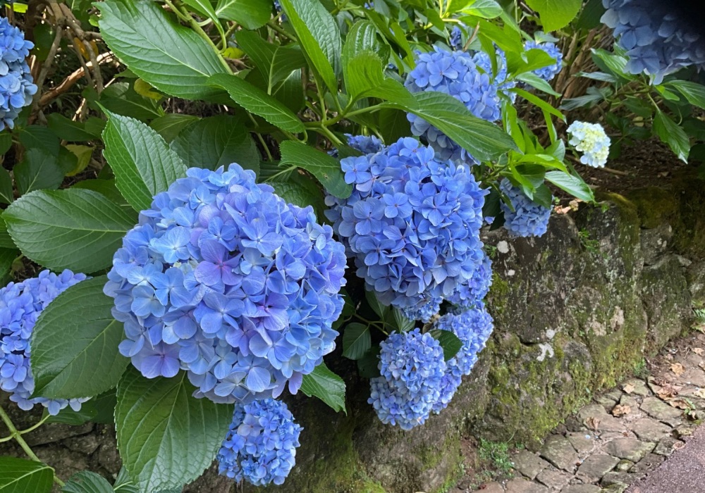 虹の郷～あじさいと夏の花～ - 修善寺 虹の郷（にじのさと）｜花と緑の公園