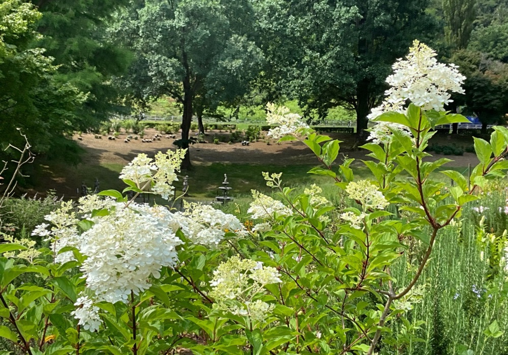 虹の郷～あじさいと夏の花～ - 修善寺 虹の郷（にじのさと）｜花と緑の公園